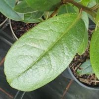 Rhododendron cf. pseudomaddenii SDR9423